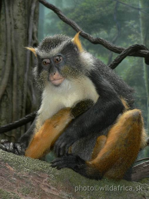 congo wolf 5.jpg - Wolf's Guenon (Cercopithecus wolfi).